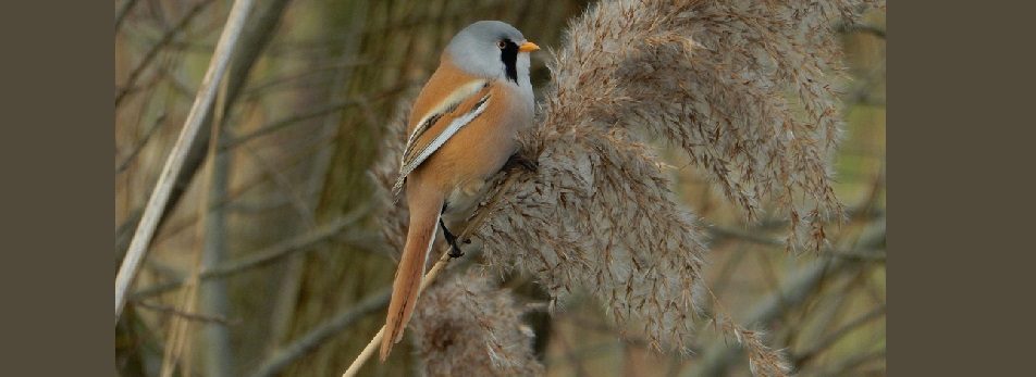 Nijholt Natuur & Ecologie